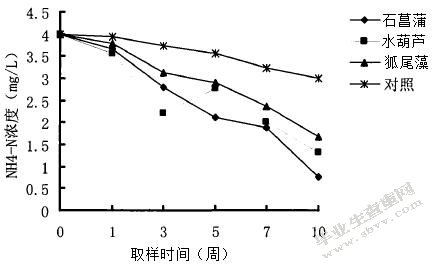 水生植物对污水净化效果的比较分析