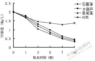 水生植物对污水净化效果的比较分析