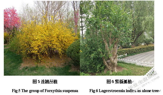 徐州市金龙湖公园园林植物种类及应用调查研究
