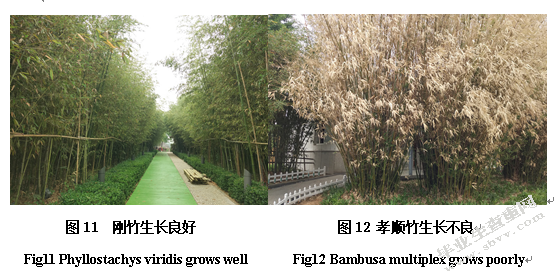徐州市金龙湖公园园林植物种类及应用调查研究