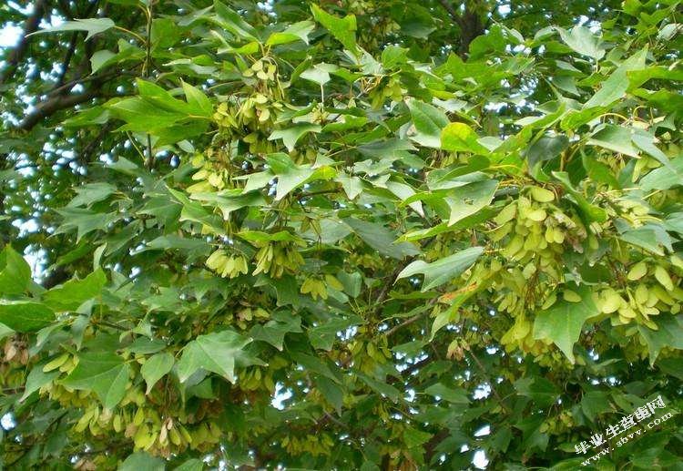 园林观果植物的观赏价值及其应用