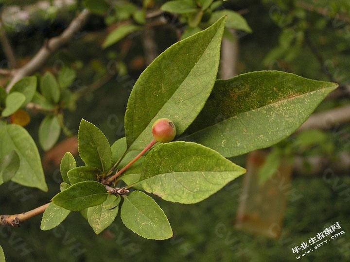 园林观果植物的观赏价值及其应用