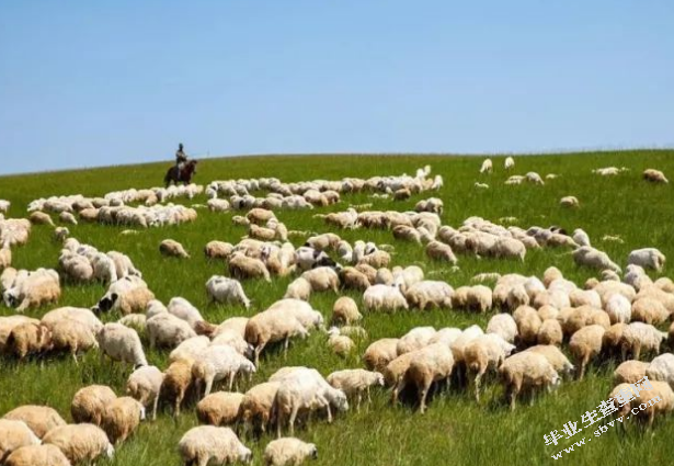 浅析民族地区特色经济发展 --以内蒙古自治区锡林郭勒盟特色畜牧