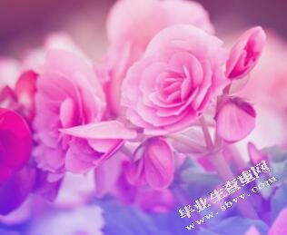 连锁经营业的物流配送策略研究