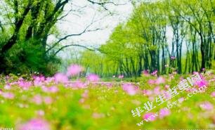 基于CS的小学科学微课程的设计与开发