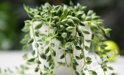 电商精准扶贫问题及对策研究-以青河县为例