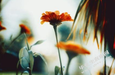 浅谈电信人力资源管理与可持续发展策略