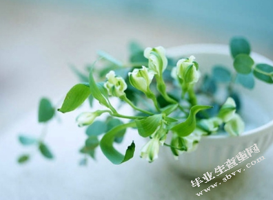 论沉默权制度在我国的确立