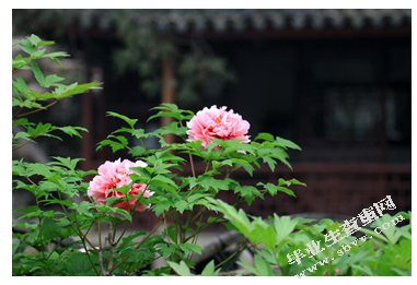 论彩叶植物在景观园林中的应用——以苏州园林为例