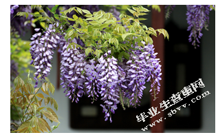 论彩叶植物在景观园林中的应用——以苏州园林为例