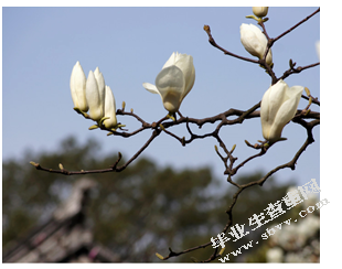 论彩叶植物在景观园林中的应用——以苏州园林为例