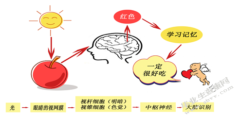 从发展心理学的角度看色彩在幼儿园景观设计中的应用