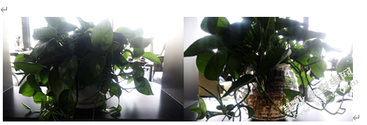 绿植花卉在公共空间的装饰应用 ---基于办公空间