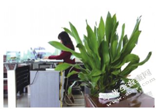 绿植花卉在公共空间的装饰应用 ---基于办公空间