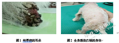 犬传染病的诊断与治疗——以一例犬疥螨病的诊断与治疗为例