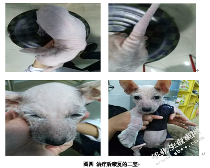 犬传染病的诊断与治疗——以一例犬疥螨病的诊断与治疗为例