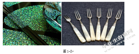 关于贝壳的形态设计语言研究