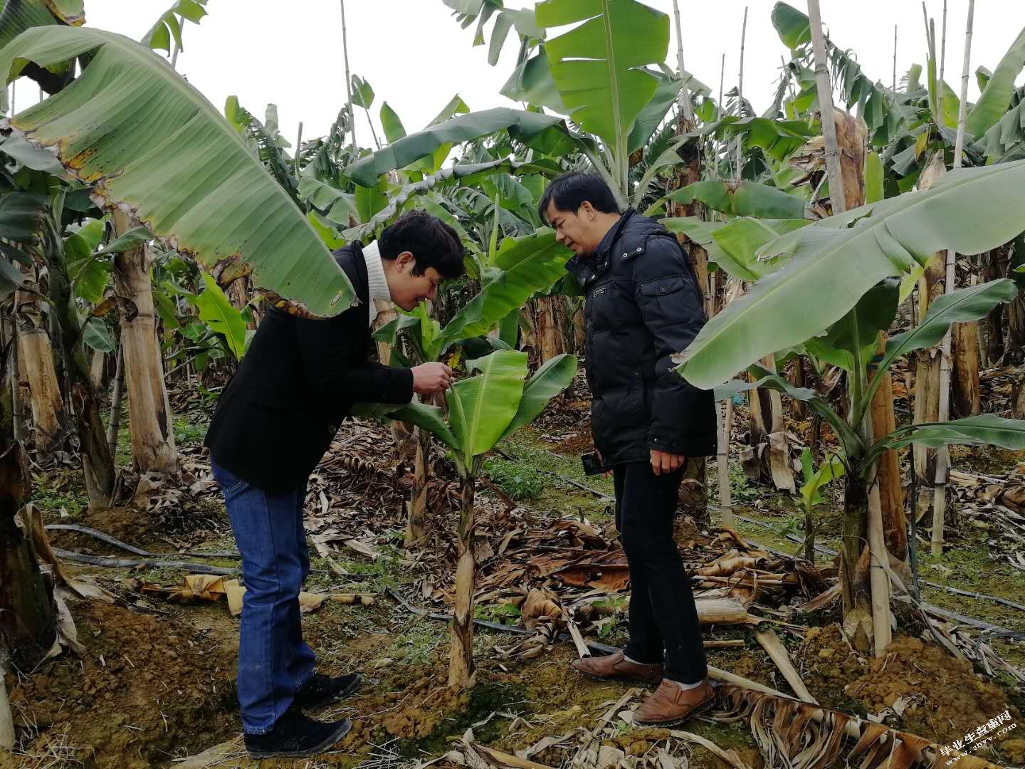广西田东地区农地经营权抵押贷款影响因素研究