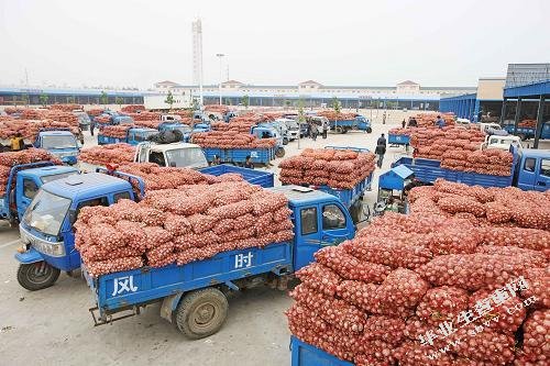 山东省金乡县大蒜营销现状及对策分析