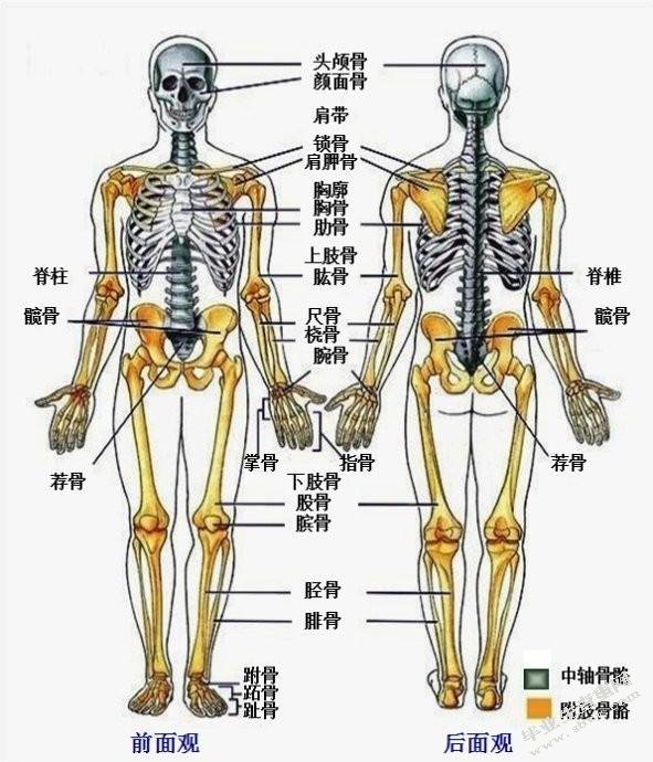 浅谈人体解剖学与美容解剖学在教学中如何有效结合