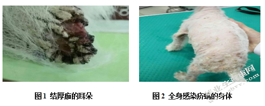一例犬疥螨病的诊断、治疗与预防