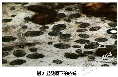 一例犬疥螨病的诊断、治疗与预防