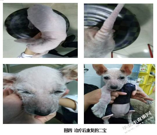 一例犬疥螨病的诊断、治疗与预防
