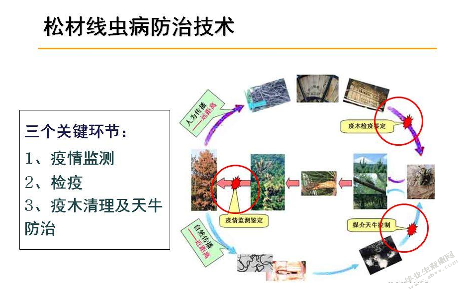松材线虫病治理过程中存在问题及对策研究