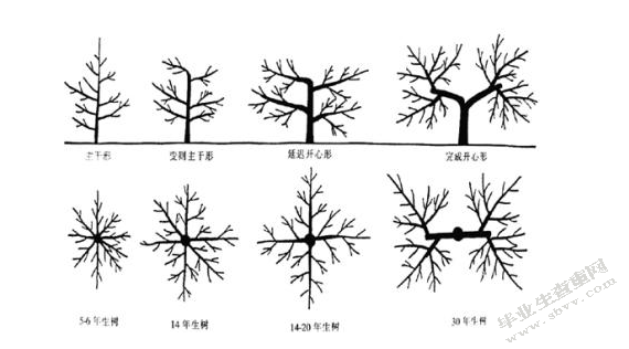 莲都区小井村香榧的生态栽培技术探讨