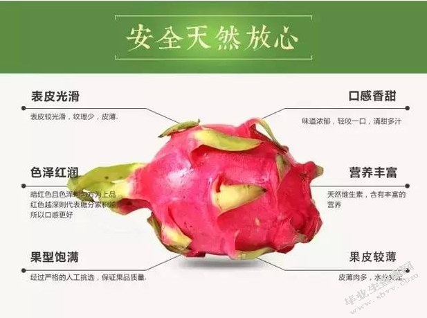 火龙果的功效与深加工