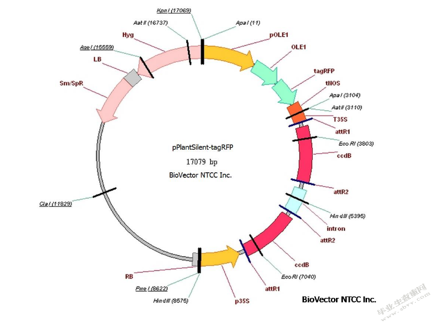 分子生物学在药用植物学方面的应用
