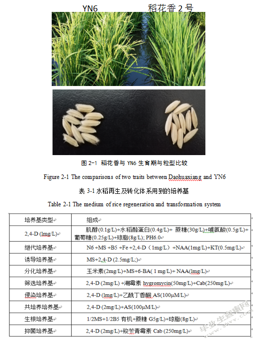 利用CRISPCAS9技术改良水稻YN6的香味品质