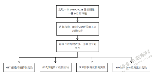 槐果碱对肝癌细胞SMMC-7721和肝细胞L-O2生长的影响