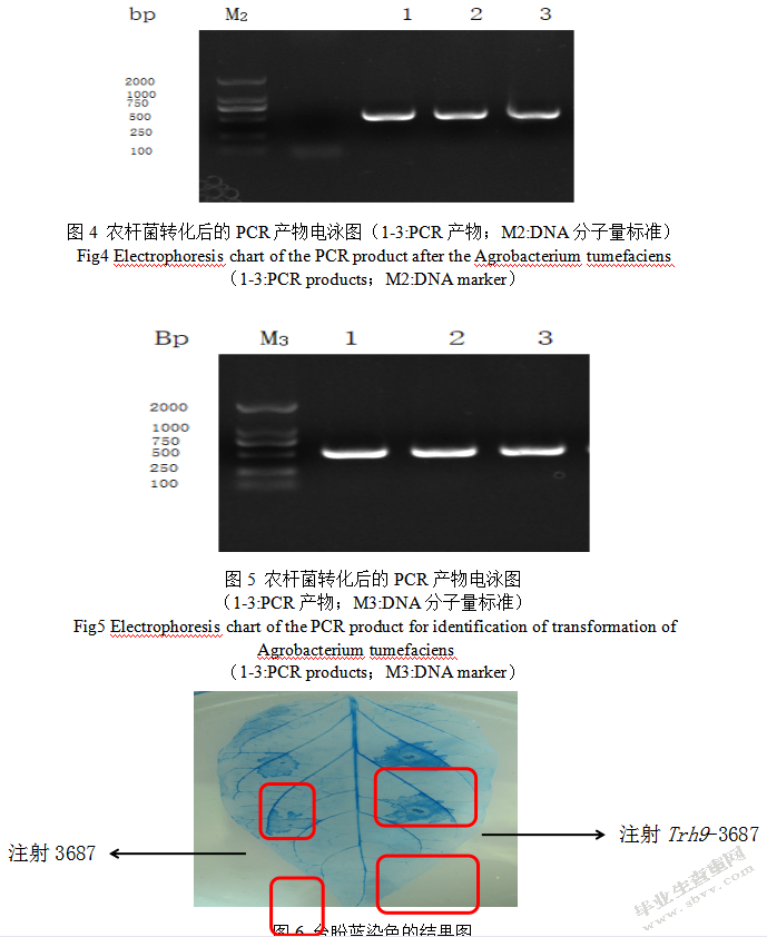 齐晨宇辣椒中硫氧还蛋白基因