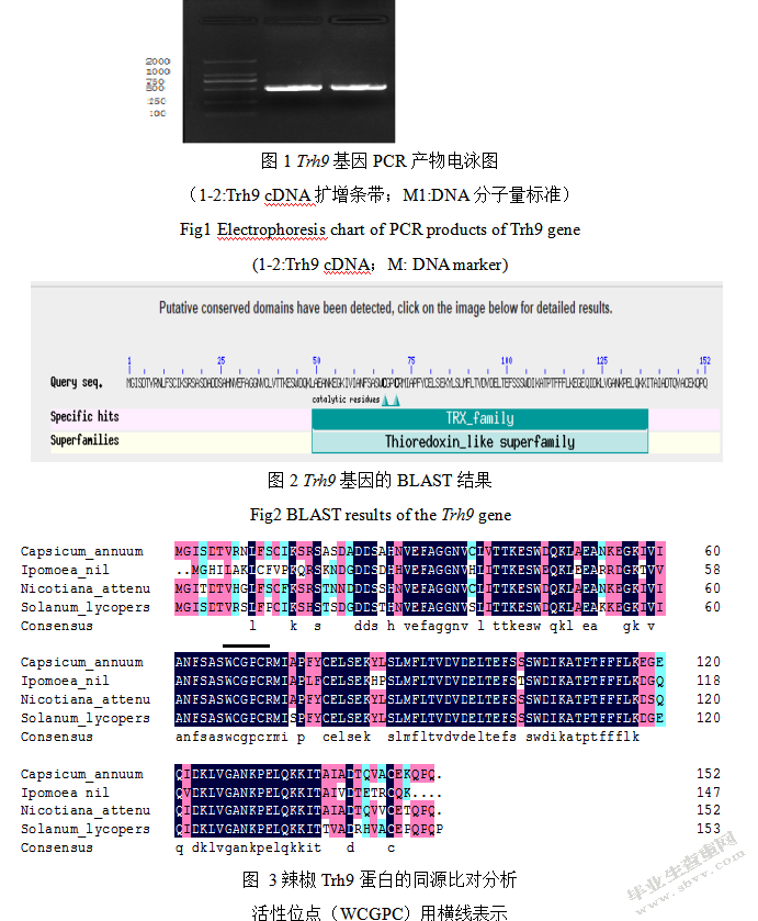 齐晨宇辣椒中硫氧还蛋白基因