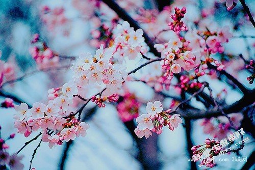 论金宇澄《繁花》的海派特色