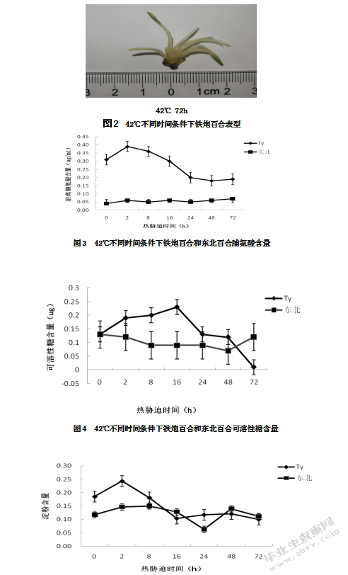 铁炮百合和东北百合响应热胁迫生理指标测定
