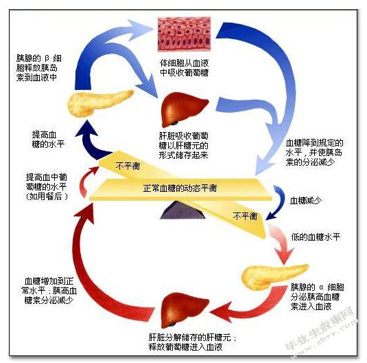 糖调节异常的研究进展
