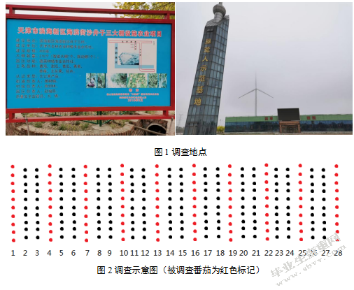 天津市滨海新区番茄病毒病病情调查研究