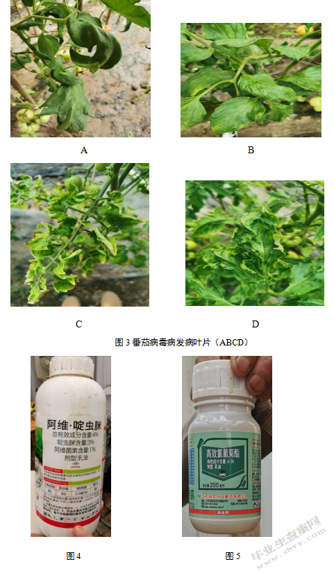 天津市滨海新区番茄病毒病病情调查研究