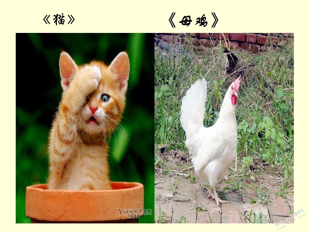 基于情境教学的小学语文阅读教学设计——以《作家笔下的动物》一