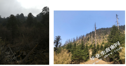 森林砍伐对大熊猫生境微气候的影响——以栗子坪国家级自然保护区
