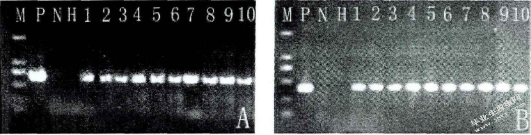 外源基因瞬时转化烟草叶片的研究