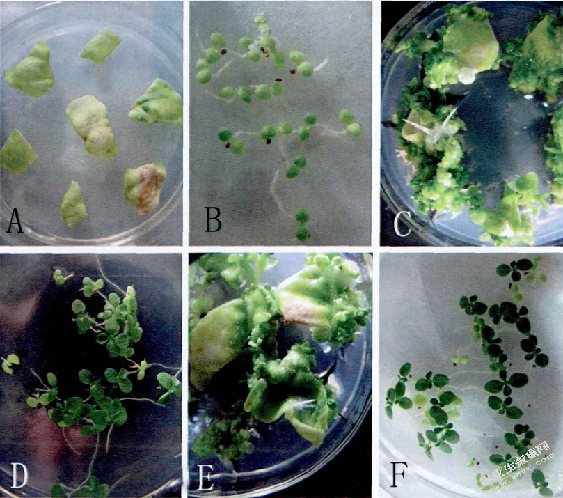 外源基因瞬时转化烟草叶片的研究