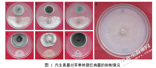 植物内生菌对苹果树腐烂病防治的研究进展