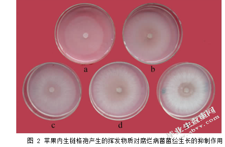 植物内生菌对苹果树腐烂病防治的研究进展