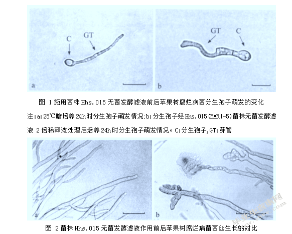 植物内生菌对苹果树腐烂病防治的研究进展