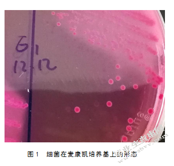引起仔猪腹泻的致病性大肠杆菌分离及鉴定