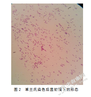 引起仔猪腹泻的致病性大肠杆菌分离及鉴定