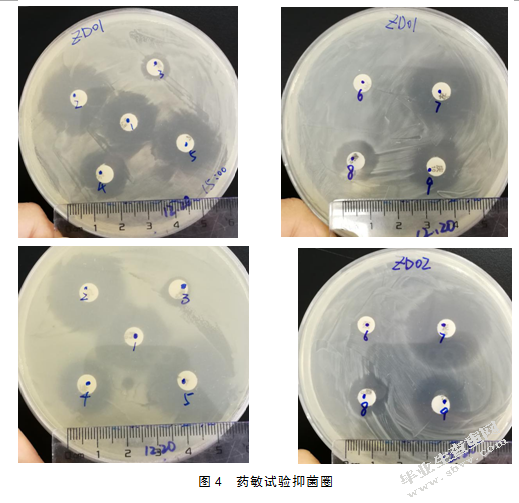 引起仔猪腹泻的致病性大肠杆菌分离及鉴定